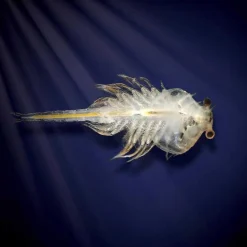 Aqua Dragons - Habitat marino con LED