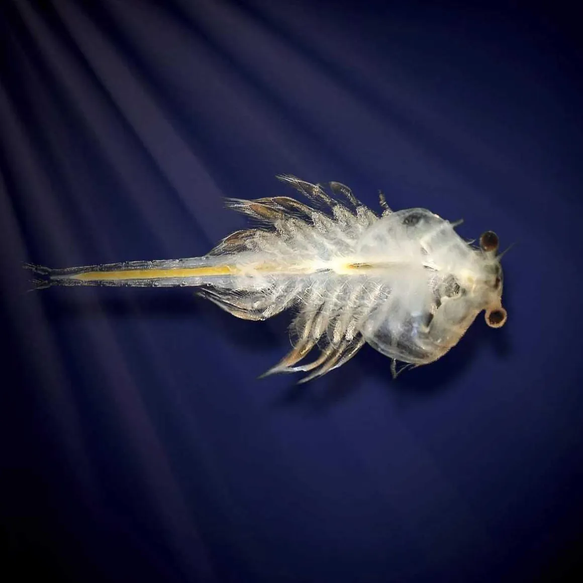 Aqua Dragons - Habitat marino con LED