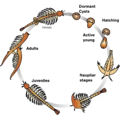 Aqua Dragons - Habitat marino con LED