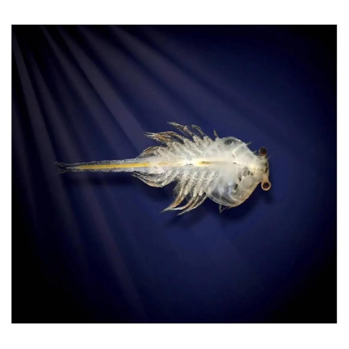 Aqua Dragons - Mundo Submarino