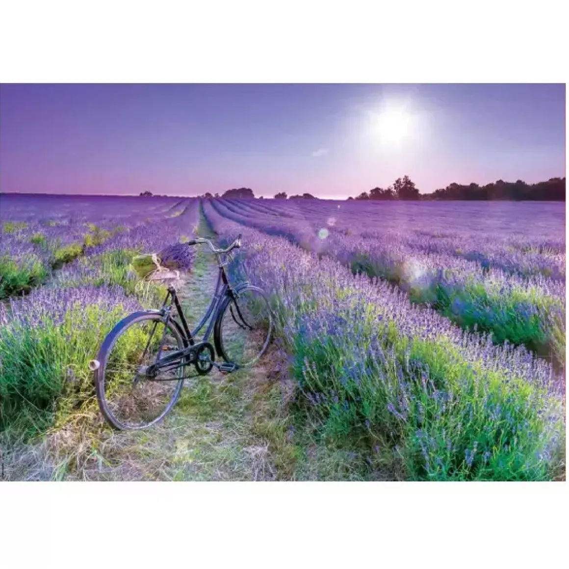Educa Borrás - Bicicleta en campo de lavanda - Puzzle 1000 piezas