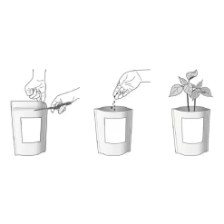 Kit de cultivo de cilantro