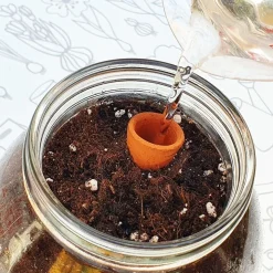 Kit de cultivo de tomate Cherry orgánico para interior
