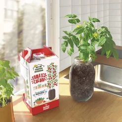 Kit de cultivo de tomate Cherry orgánico para interior